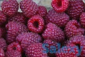 Саженцы малины Зюгана, Полька, Полана, фотография 3