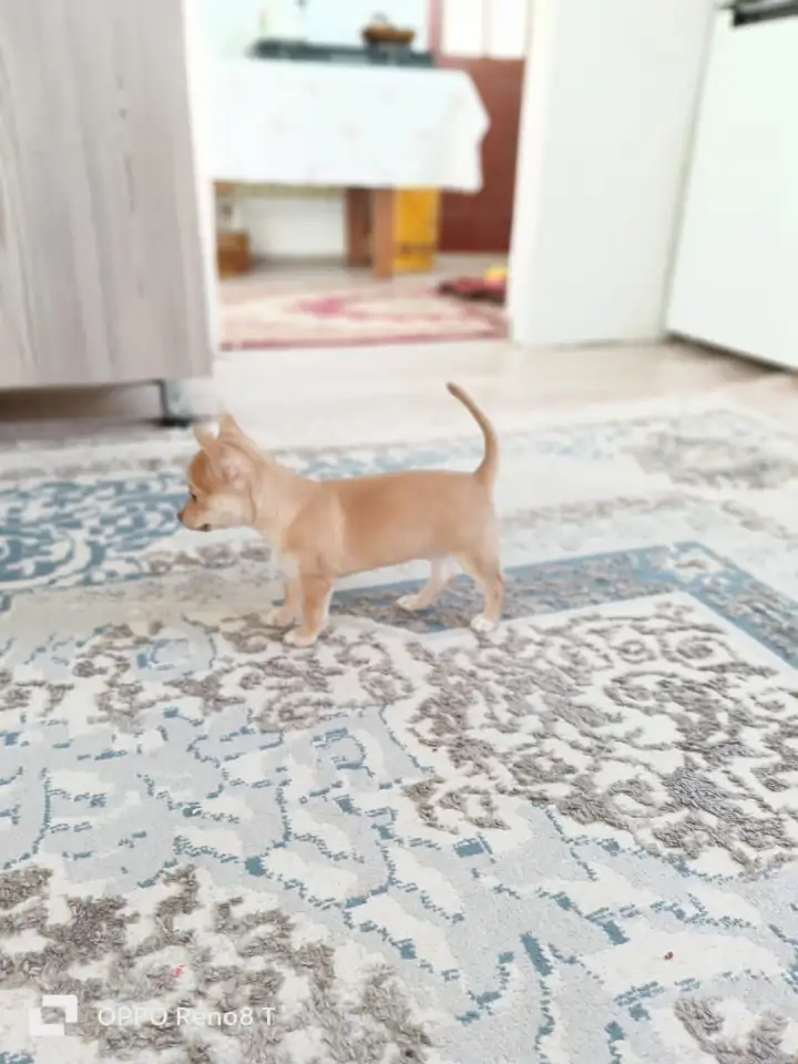 Продам шинка чихуахуа, фотография 6