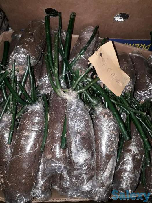 Саженец розы мини Сербия, фотография 6