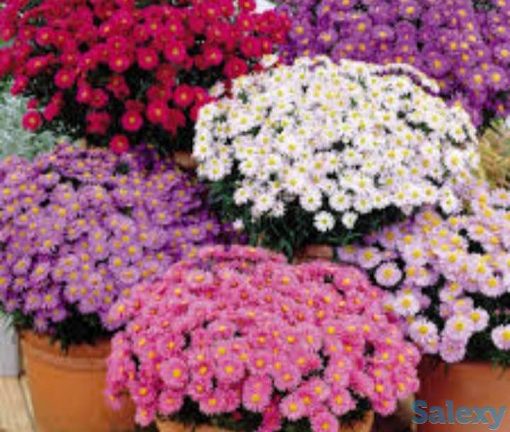 Цветы Астра новобельгийская., фотография 1