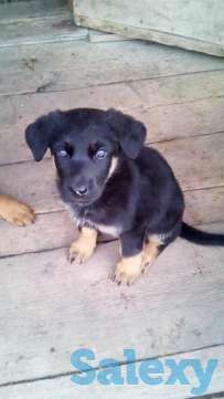 Продам щенков 2 месяца, фотография 1