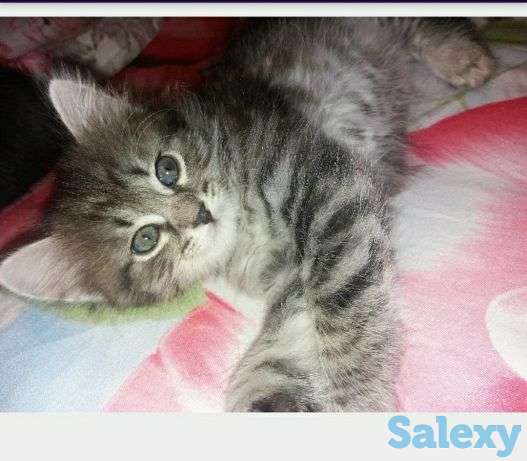 Отдаю котят к добрые руки, фотография 2