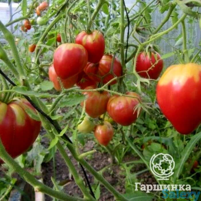 Семена Томат Бычье сердце розовое 20 шт, фотография 1