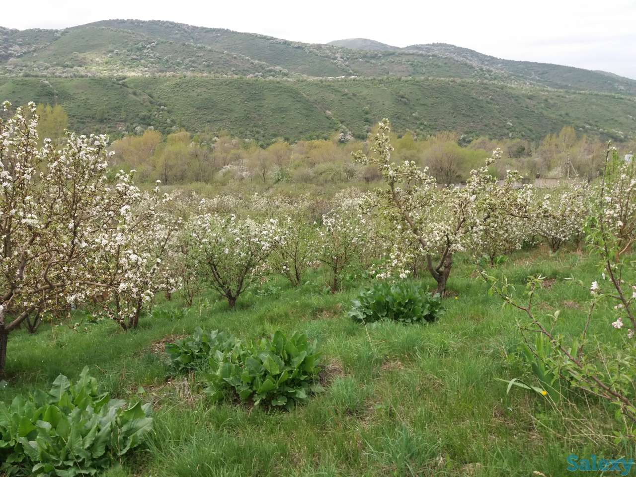 Плодовый сад, КХ, фотография 5