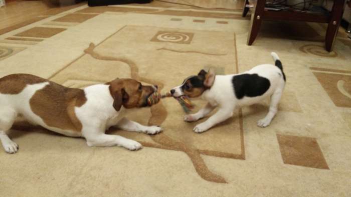 Кобель джек рассел терьер вязка, фотография 1