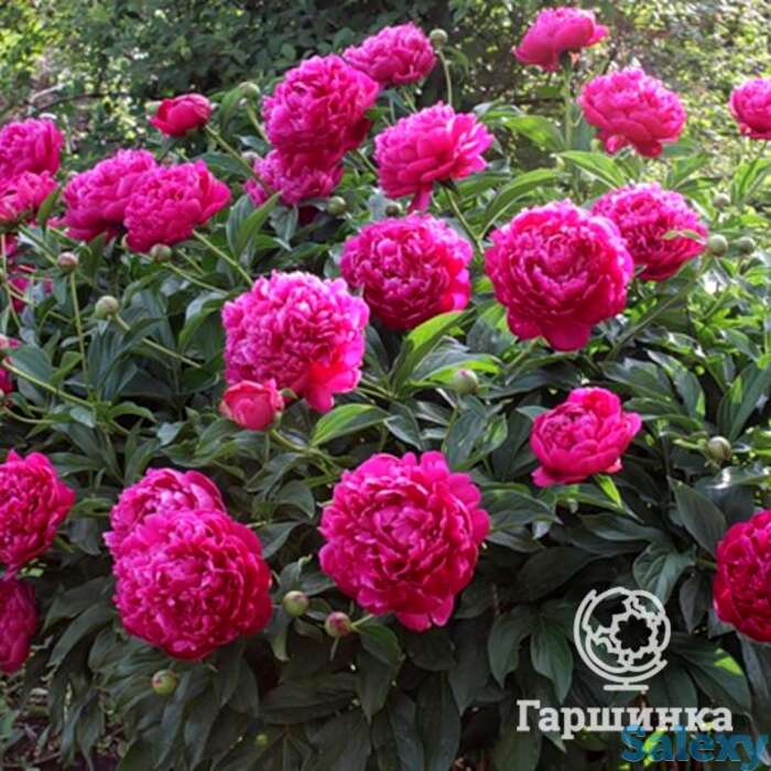 Пион канзас, фотография 1