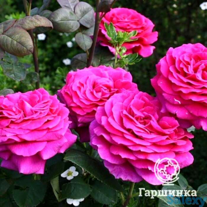 Роза Биг Пепл чайно-гибридная, фотография 1