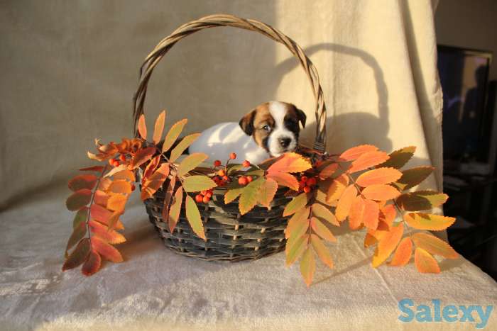 щенки джек рассела, фотография 6