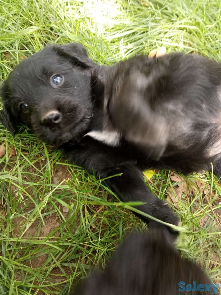 Отдам щенят, фотография 5