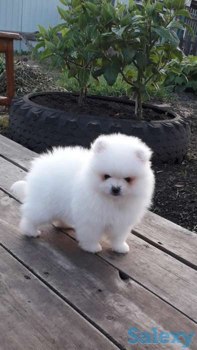 Белоснежые шпицы, фотография 1