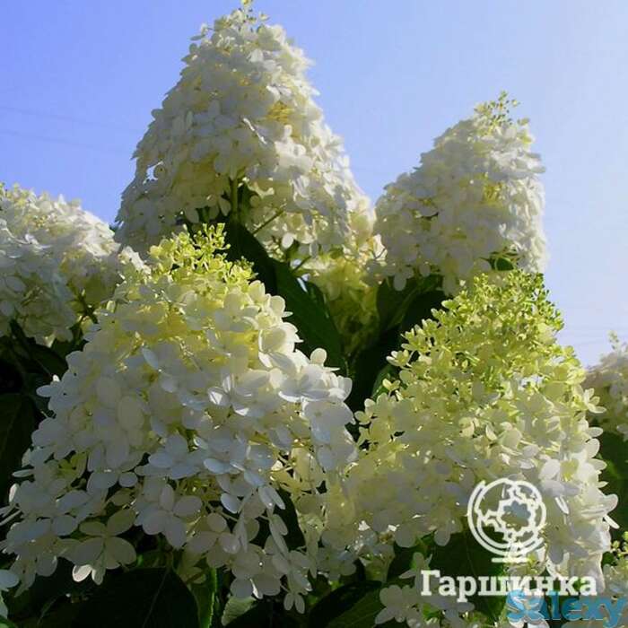 Гортензия саммер сноу, фотография 1