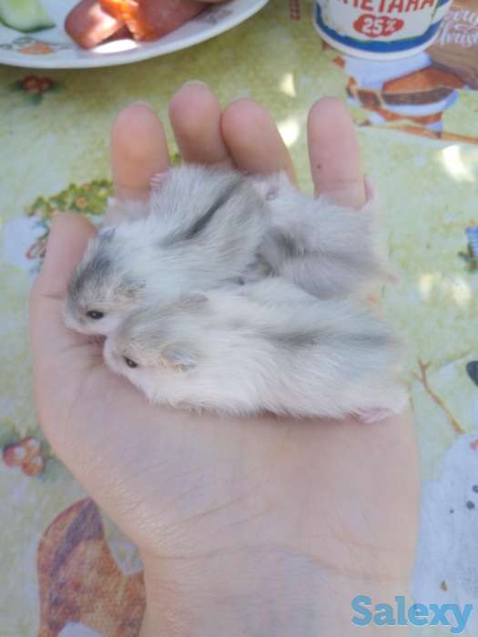 Отдам бесплатно хомячков, фотография 3