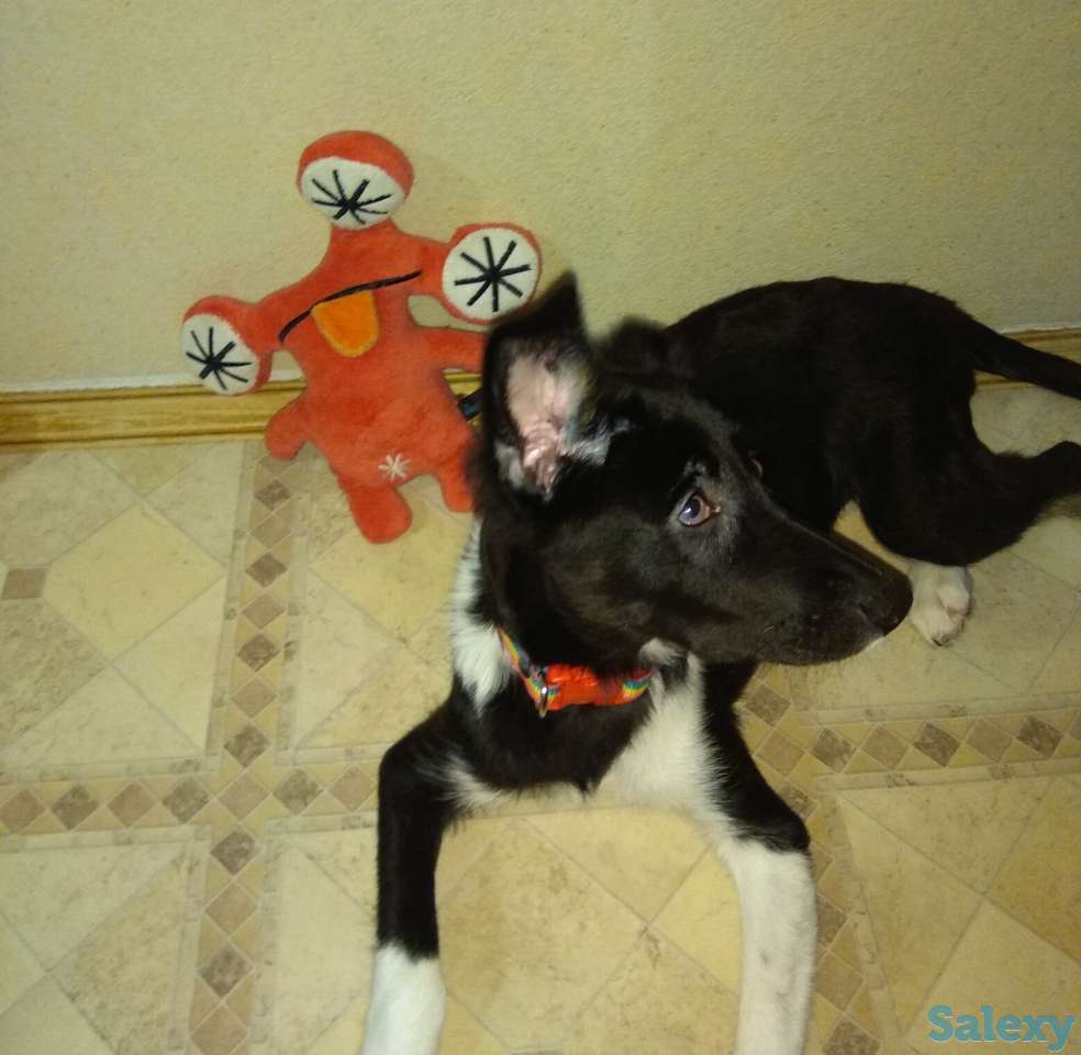 Малышка Хани ищет дом, фотография 4