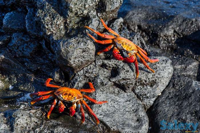 Хитозан — волшебные капсулы, фотография 1