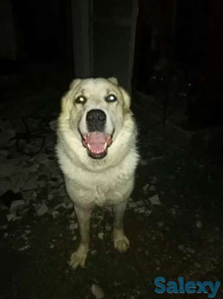 Прадом Алабай, фотография 1