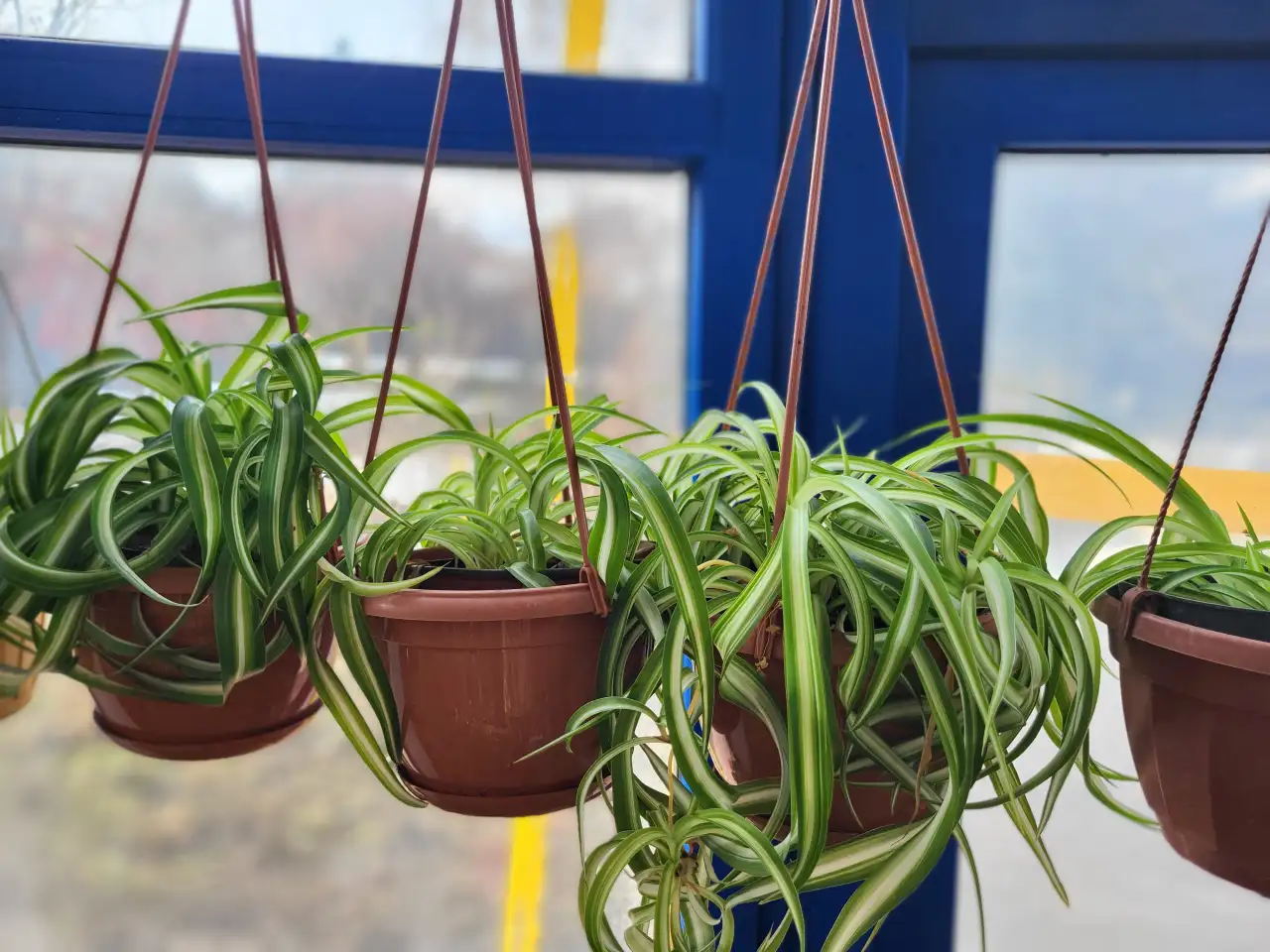 Хлорофитум, фотография 5