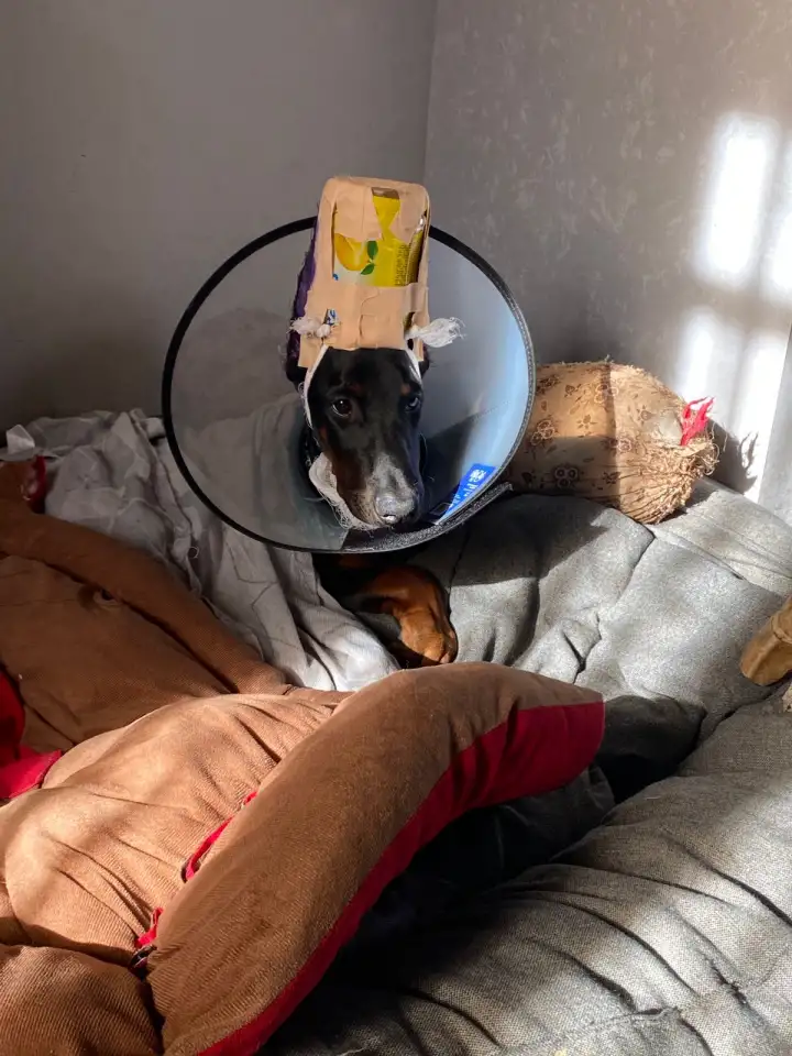 Щенки добермана, фотография 3