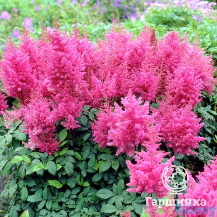 Астильба арендса Федерзе, фотография 1