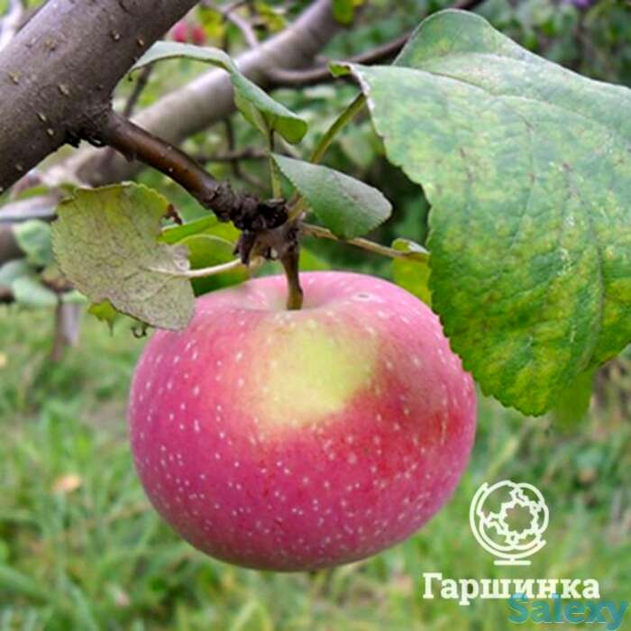 Яблоня осенняя радость с/п, фотография 1