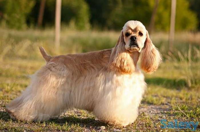 Американский кокер спаниель, фотография 1