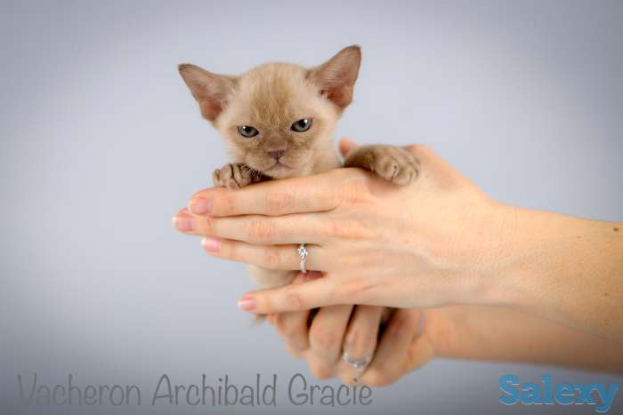 Бурманские котята, фотография 4