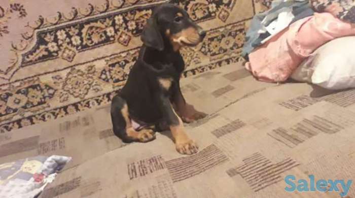 Щенки Добермана, фотография 1