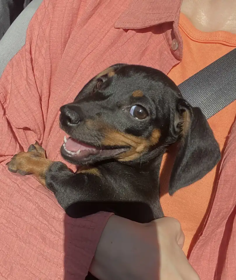 Отдам даром, фотография 1