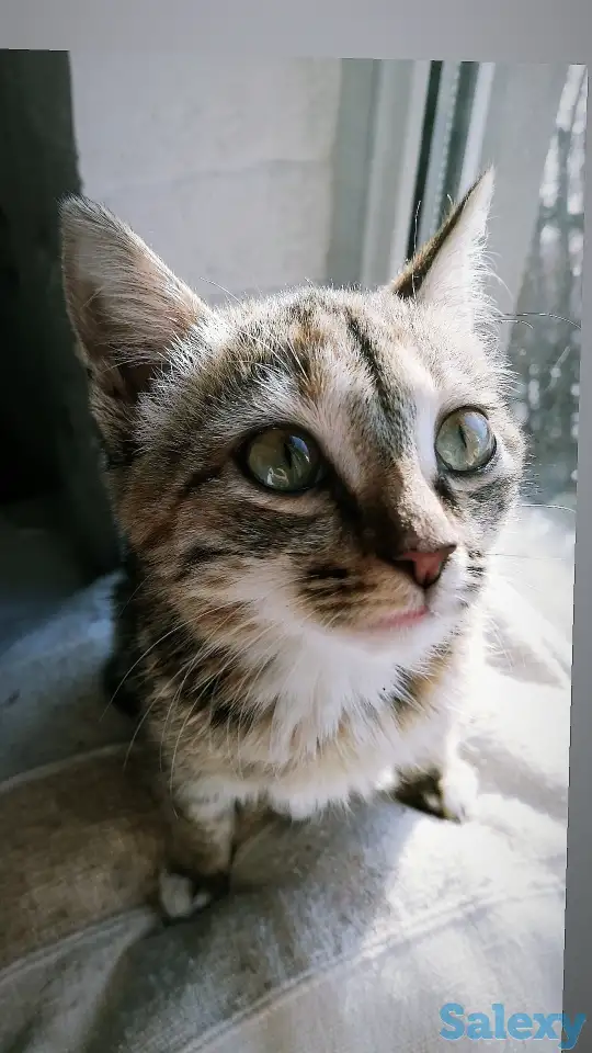 Отдам котёнка, фотография 3