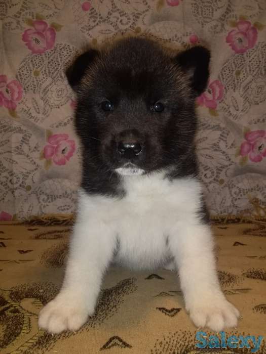 Продаются щенки Американской Акиты!, фотография 9