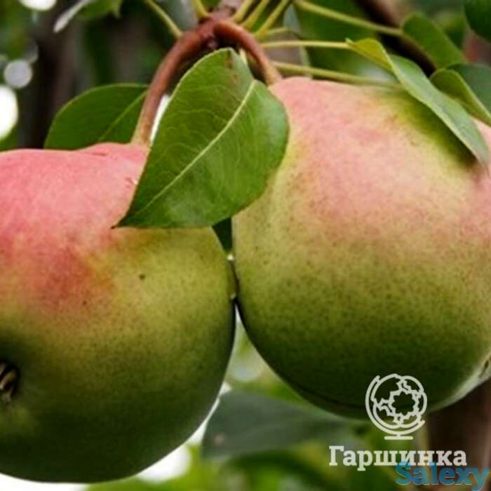 Груша январская, фотография 1