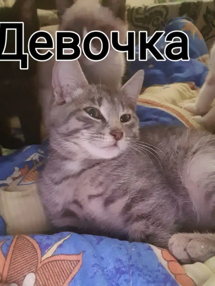 Кошки, фотография 2