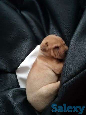 Продам традиционный шарпей!, фотография 1