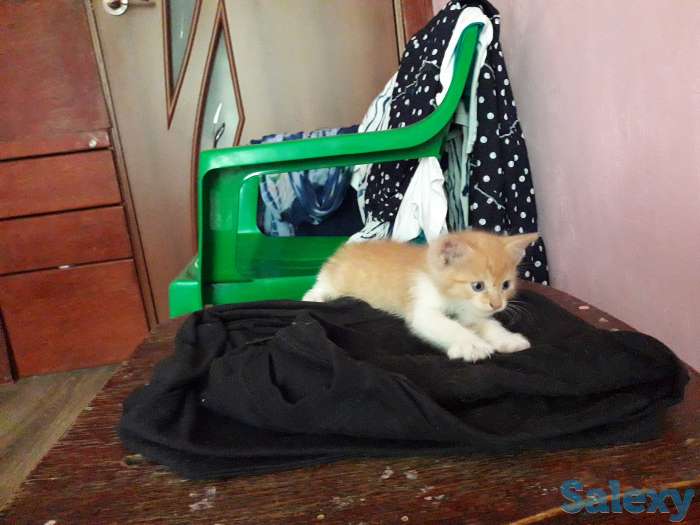 Отдам в добрые руки 1 месячного рыжего котёнка., фотография 2