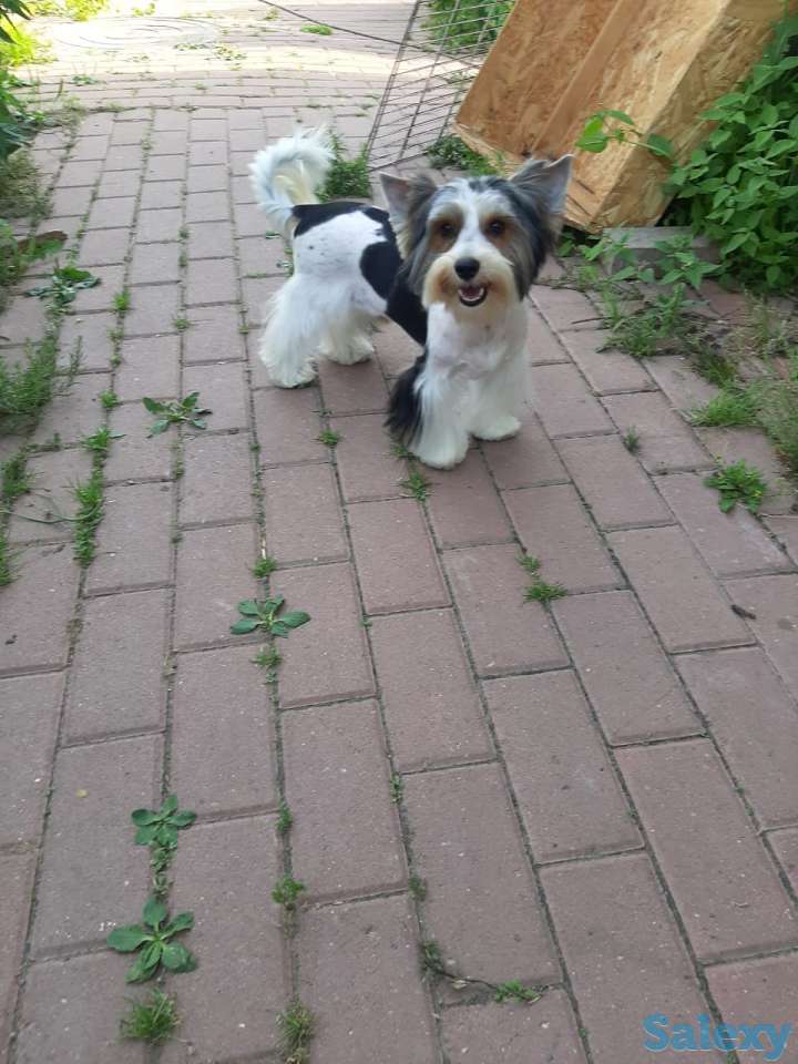 Щенки мини Бивер Йорка, фотография 5