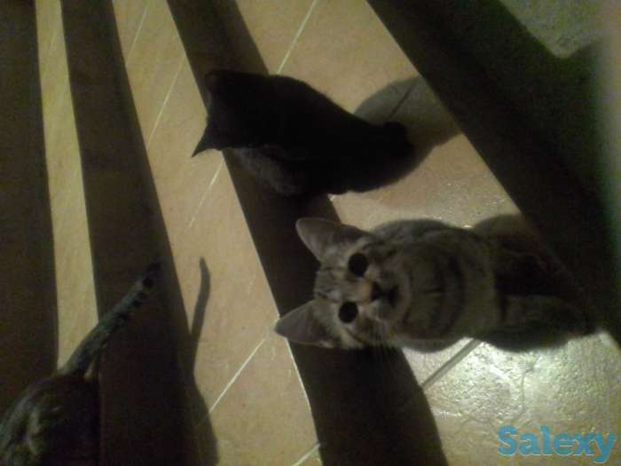 Отдадим ласковых,  добрых, ручных котят  даром в надежные , заботливые , добрые руки.  Знают двор, не боятся собак., фотография 3