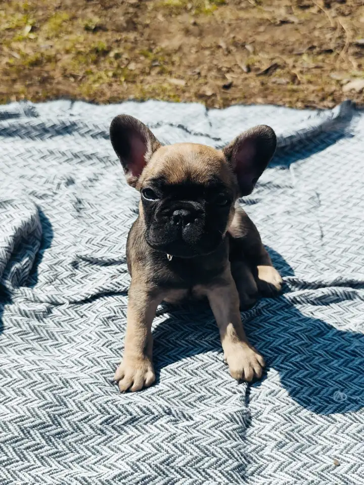 Щенки французского бульдога, фотография 1