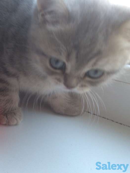 шотландский котенок, фотография 4