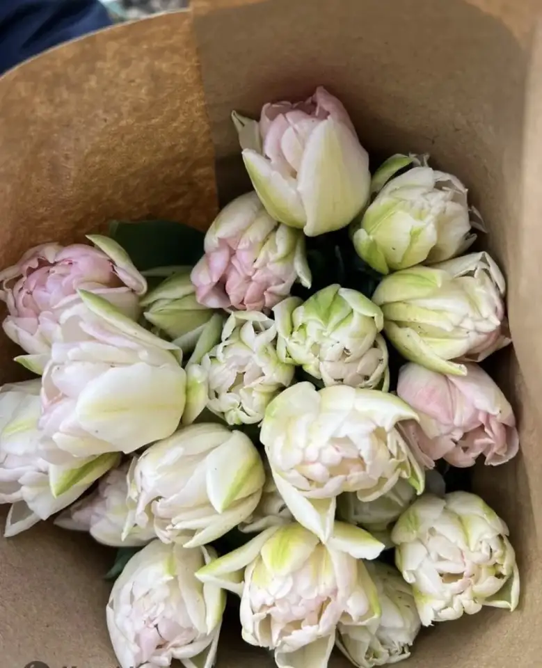 Тюльпаны оптом и в розницу к 8 марта, фотография 7