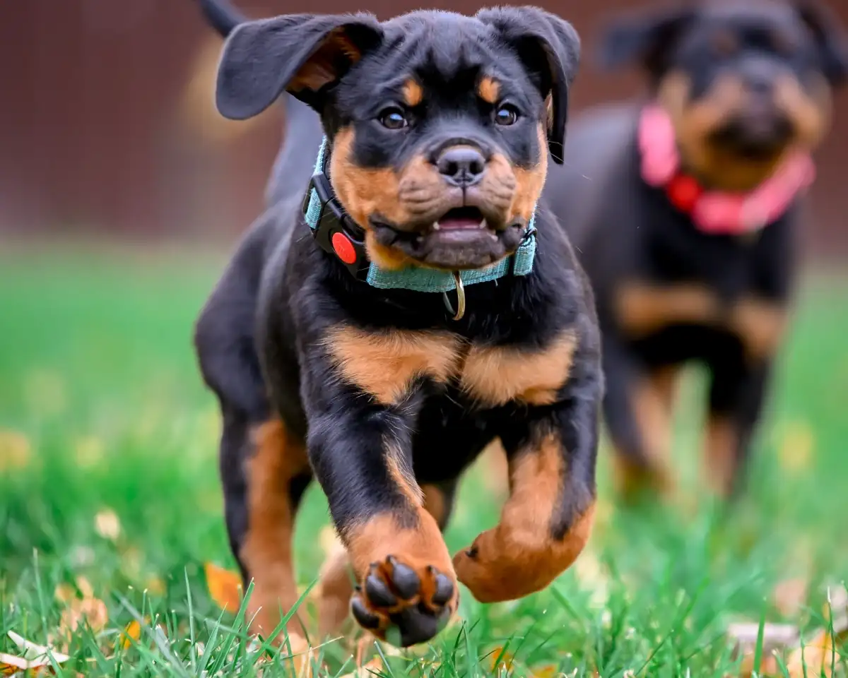 Продаю породистых щенков, фотография 2