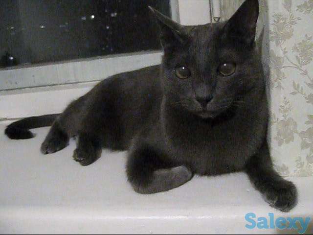 Кличка кота Нешик порода Русская голубая, фотография 5