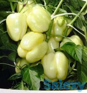 Продам рассаду перца., фотография 3