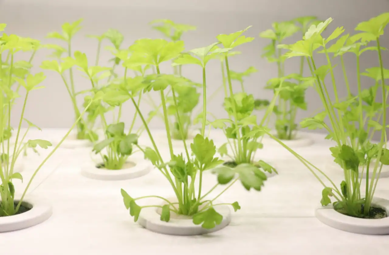 Оборудование для гидропоники, гидропонные установки для растениеводства, фотография 1