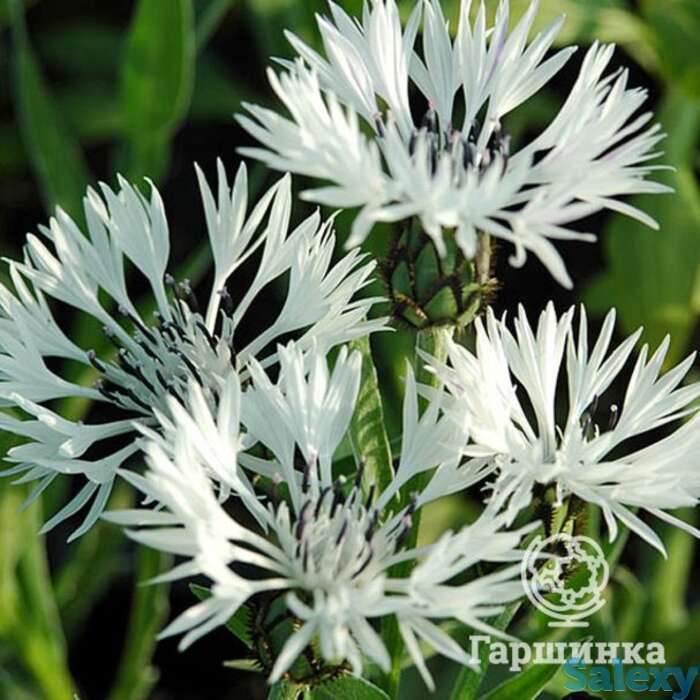 Василек горный белый, фотография 1