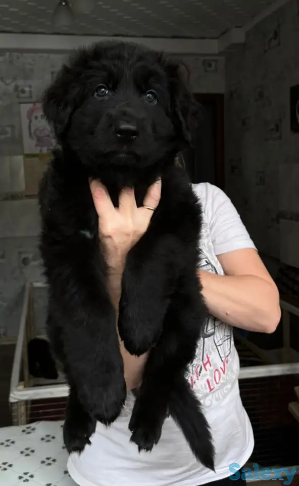 Щенки немецкой длинношерстной овчарки, фотография 2