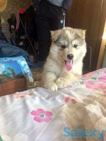 Продаю щенка Аляскинского Маламута, фотография 1