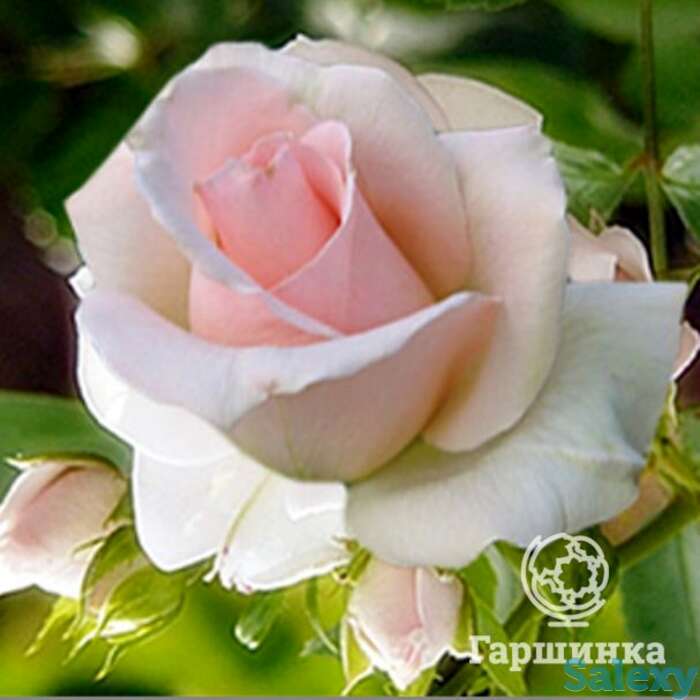 Роза вивальди чайно-гибридная, топалович, фотография 1