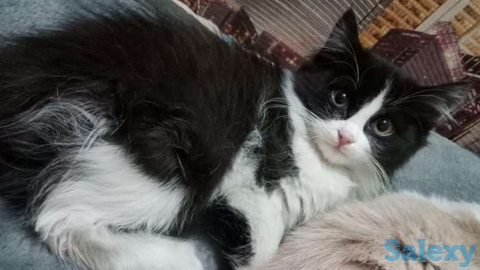 Отдам котенка, фотография 1