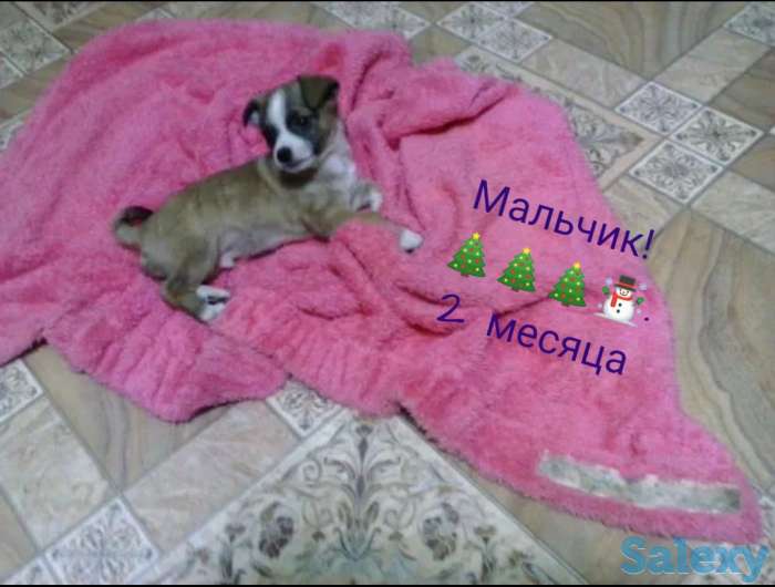 Чихуахуа, фотография 2