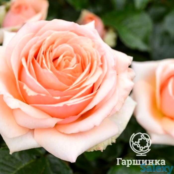 Роза линда беллингем, харкнесс, фотография 1