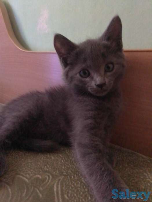 Двухмесячные котята, бесплатно, фотография 2